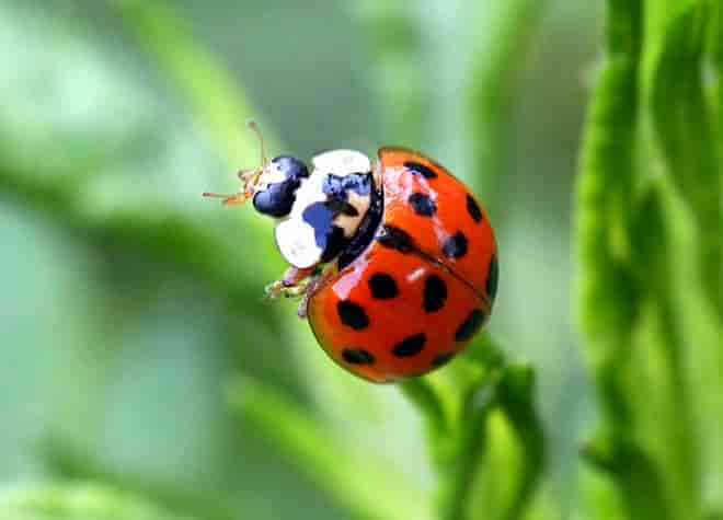 昆虫図鑑・ナミテントウ